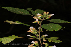 Strobilanthes neoaspera